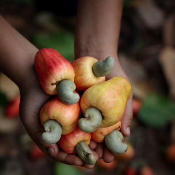 Tanzania Raw Cashew Nuts For Sale