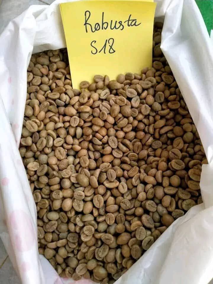 Robusta Coffee Beans